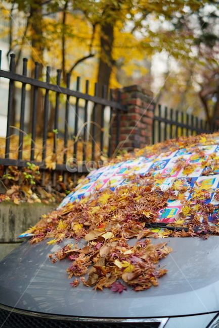 낙엽,단풍,가을,고독,바닥,쓰레기,쓸쓸,자연,계절,fall,autumn,season,plants,nature,식물,도시,노을,관악,city,landscape,풍경,감성,sensible,feeling,가을,계절,fall,autumn,season,leaf,잎,plant
