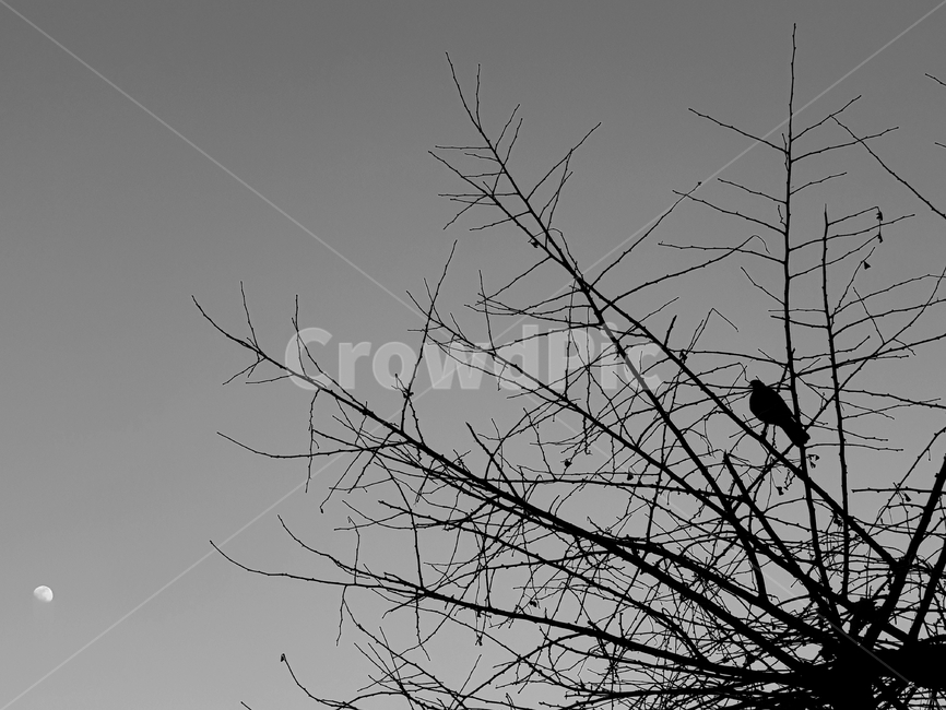 새,달,흑백,나무,하늘,야경,밤,풍경,nightscape,night,landscape,흑백,모노톤,monochrome,black and white,silhouette,실루엣,animal,동물,bird