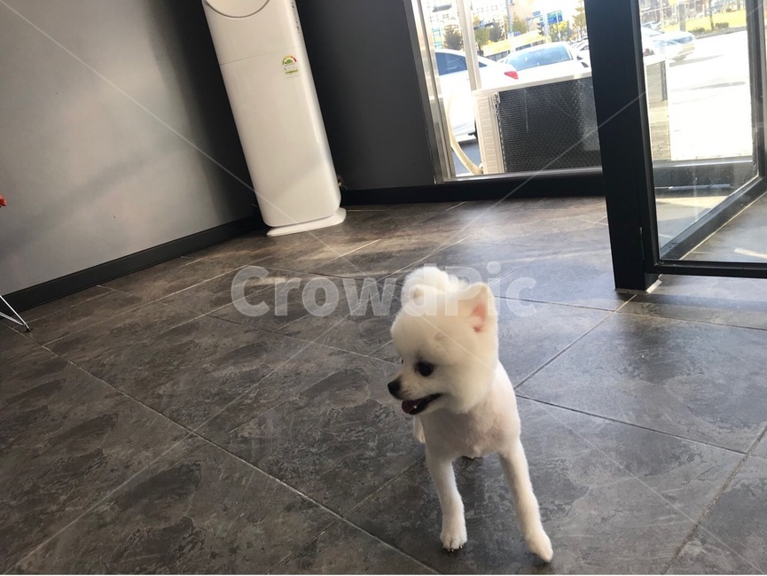 강아지,dog,pet,애완견,포메라니안,화이트포메라니안,화이트포메,동물,animal,포유류,mammal,개,강아지,dog,doggy