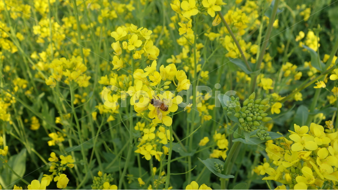 꽃,유채,벌,자연,풍경,봄,계절,spring,season,식물,자연,plants,nature,꽃,flower,동물,animal,곤충,벌레,insect,bug