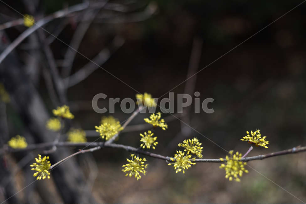 유채꽃,봄,소식,기다림,꽃,따스함,봄,계절,spring,season,식물,자연,plants,nature,꽃,flower,plant,blossom