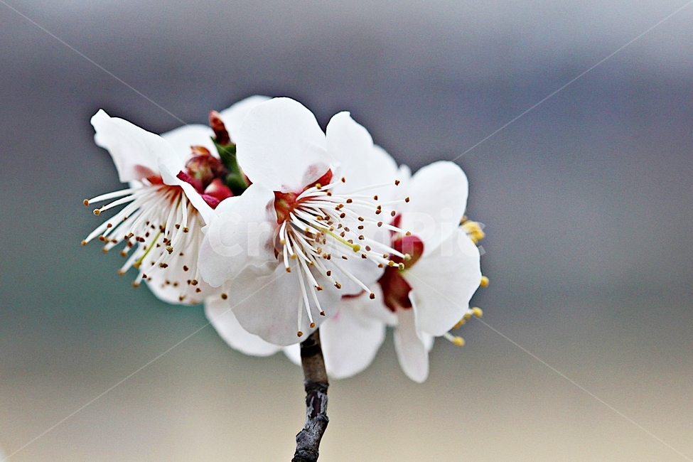 살구꽃,꽃,살구나무,자연,배경,봄,계절,spring,season,식물,자연,plants,nature,꽃,flower,plant