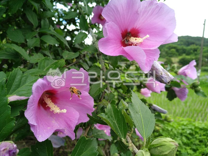 Rose of Sharon flower,Rose of Sharon tree,bee,insect,Pink Rose of Sharon
