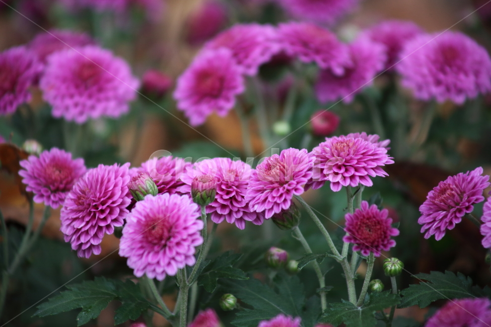 국화,식물,꽃,가을꽃,chrysanthemum,식물,자연,plants,nature,꽃,flower