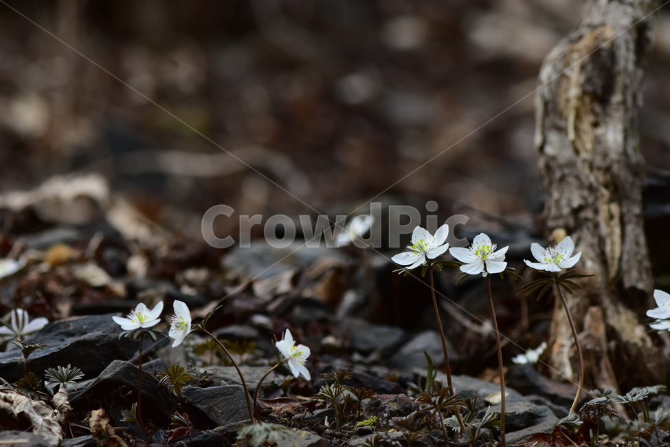 변산바람꽃,야생화,봄,꽃,흰색,자연,식물,식생,봄의전령사,풀꽃,미나리아재비과,plants,nature,spring,season,flower,식물,자연,plants,nature,꽃,flower
