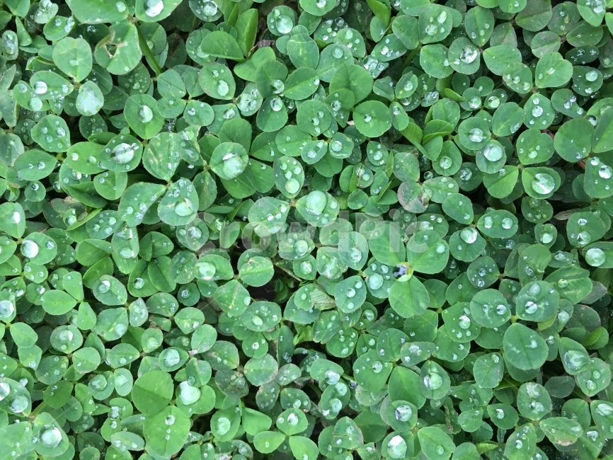 제주,천지연폭포,세잎클로버,자연,식물,식물,자연,plants,nature