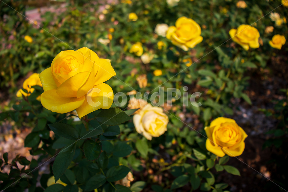 장미,장미꽃,꽃,봄,자연,rose,노란장미,들장미,야생장미,로즈,식물,여름,꽃잎,잎,만개,만발,야생,들,로맨틱,로맨스,사랑,낭만적인,낭만,아름다움,아름다운,미,공원,야외,정원,뜰,가든,노란색,옐로우,노랑,노란,옐로,그린,초록색,초록,녹색,계절,배경,바탕,백그라운드,flower,flowers,roses,spring,summer,yellowrose,wildrose,plant,nature,natural,yellow,bloom,blooming,blossom,romantic,romance,love,garden,petal,beautiful,beauty,green,leaf,leaves,wild,season,outdoor,outdoors,background