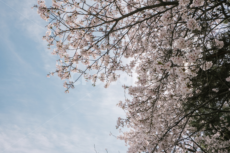 cherry blossom tree,spring,Cherry Blossom,nature,season