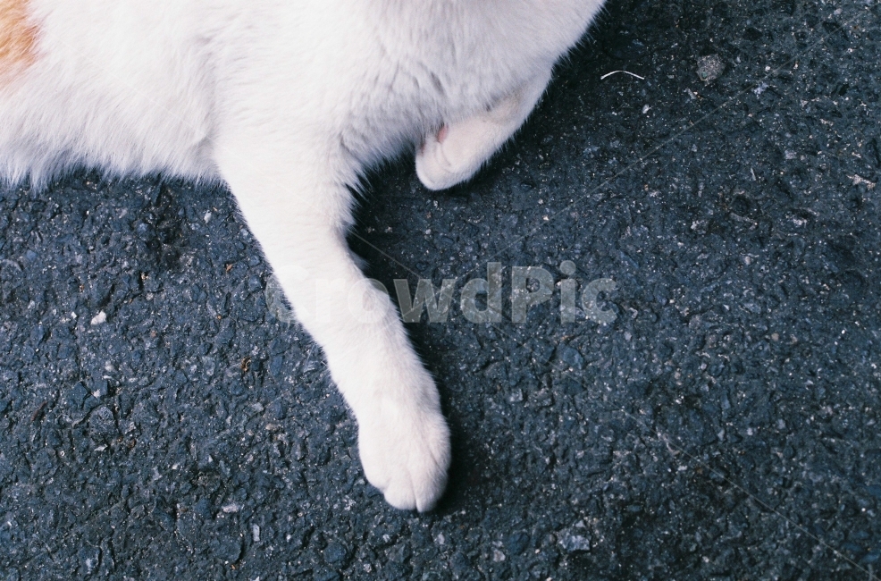 길,고양이,감성사진,순간포착,앞발,동물,animal,포유류,mammal,고양이,cat,kitten,kitty