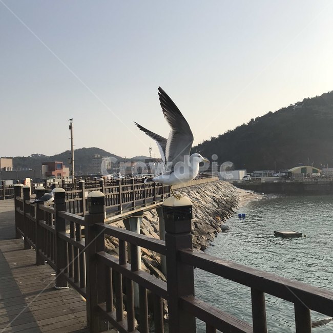 갈매기,새,조류,동물,seagull,날개짓,동물,animal,조류,새,birds