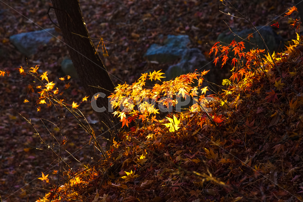 가을,단풍,계절,나무,자연,식물,가을,계절,fall,autumn,season,식물,자연,plants,nature,leaf,잎,plant,tree