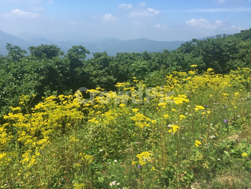 들꽃,전원풍경,공원,노란꽃,봄
