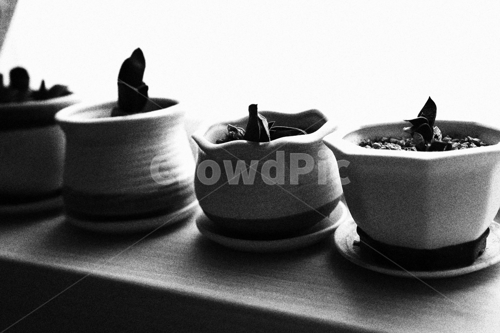 화분,다육이,흑백,감성,식물,풀,실내용화초,화분,화초,house plant,흑백,모노톤,monochrome,black and white