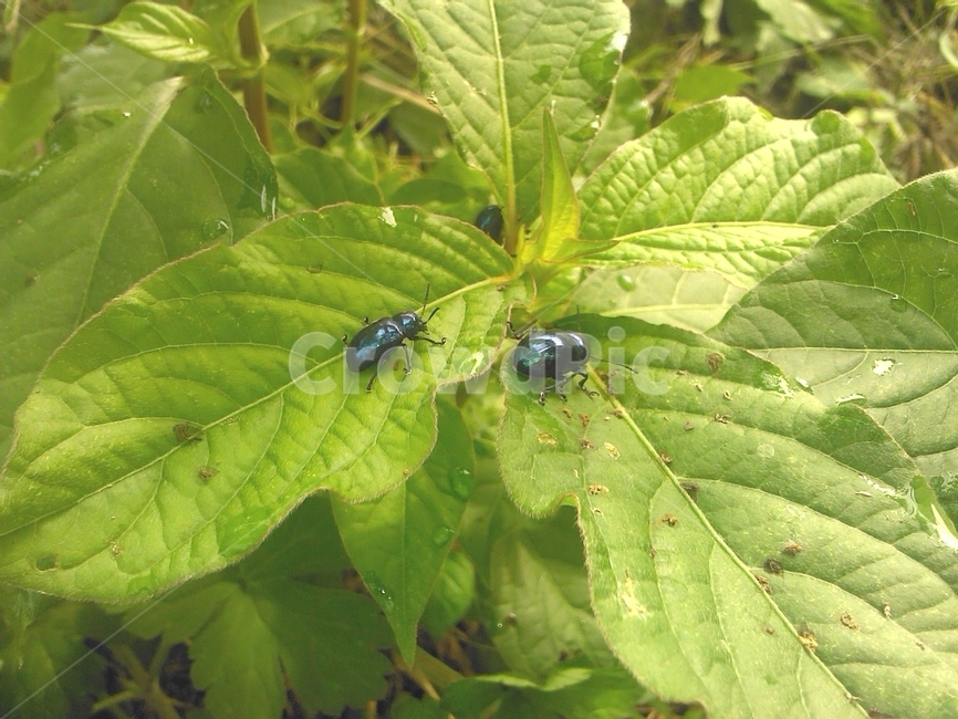 곤충,풍뎅이,식물,자연,잎사귀,scarab,bug,beetle,이슬,나뭇잎,green,식물,자연,plants,nature,곤충,벌레,insect,bug