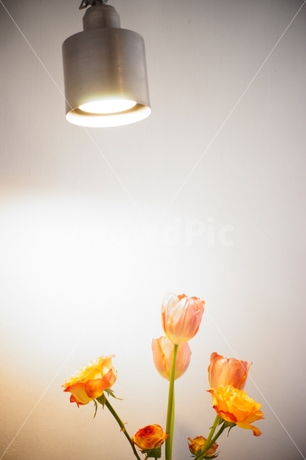 카페,커피,조명,꽃,튤립,실내,분위기,cafe,flower,coffee,식물,자연,plants,nature,꽃,flower,실내용화초,화분,화초,house plant,인테리어,실내디자인,interior design