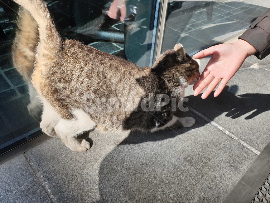 길고양이,고양이,동물,cat,cute,귀여운,귀여움,동물,animal,포유류,mammal,고양이,cat,kitten,kitty