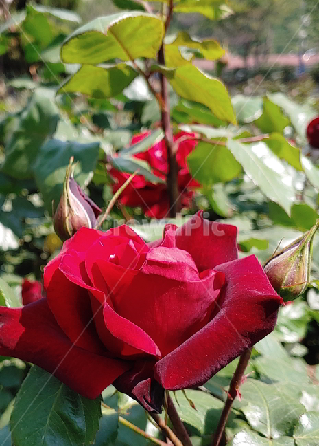 장미,봄꽃,식물,빨간장미,꽃,식물,자연,plants,nature,꽃,flower