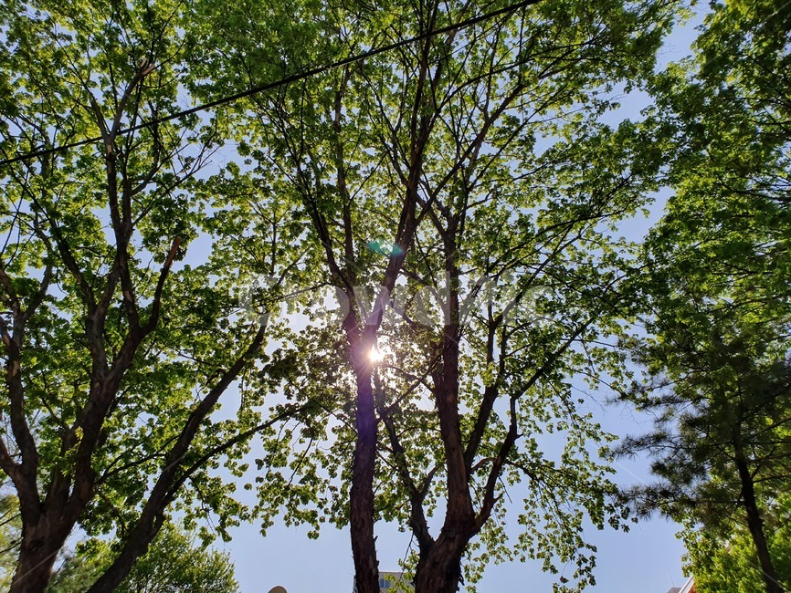 나무,하늘,빛,해,햇빛,자연,풍경,nature,landscape,flare,플레어,light,tree,plant,식물,tree trunk,나무 줄기