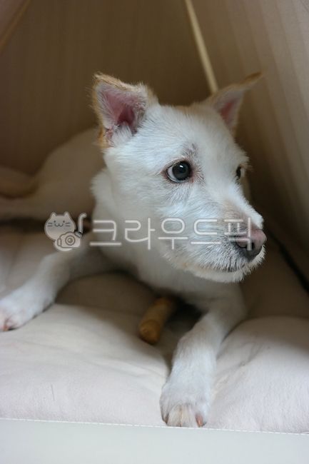 개,강아지,눈치,시선,반려견,장난감,토이,반려동물,애완견,애완동물,동물,포유류,흰색,하얀색