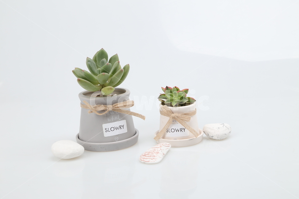 플라워,선인장,다육이,스타일,꽃,식물,자연,plants,nature,실내용화초,화분,화초,house plant,누끼,remove background