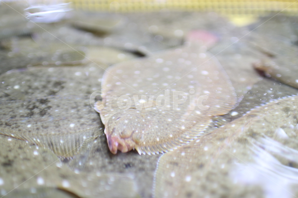 수산물시장,수산시장,사시미,회,회센터,회타운,회사시미,횟집,회센타,물고기,생선,어시장,어류,수산물,패류,해조류,선어,활어,냉동어,건어,물고기판매장
