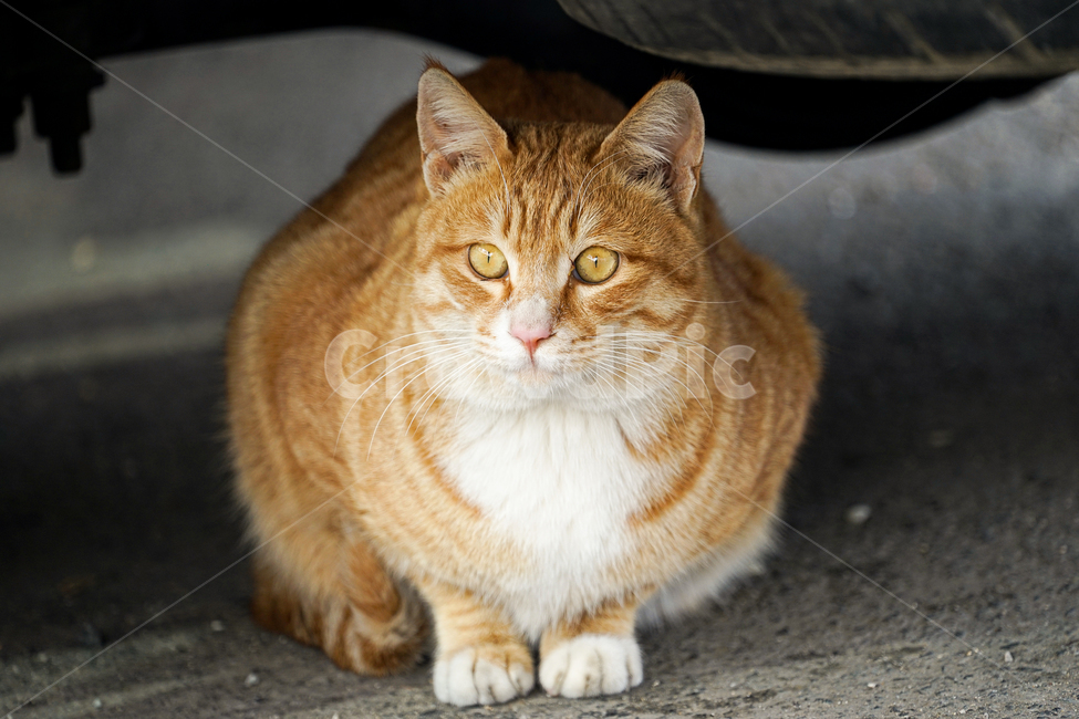고양이,동물,포유류,길냥이,cat,animal,pet,동물,animal,포유류,mammal,고양이,cat,kitten,kitty