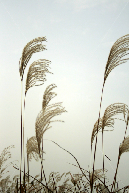 억새,가을,억새풀,억새밭,식물,가을,계절,fall,autumn,season,식물,자연,plants,nature,grass,잔디,plant,lawn,reed,갈대