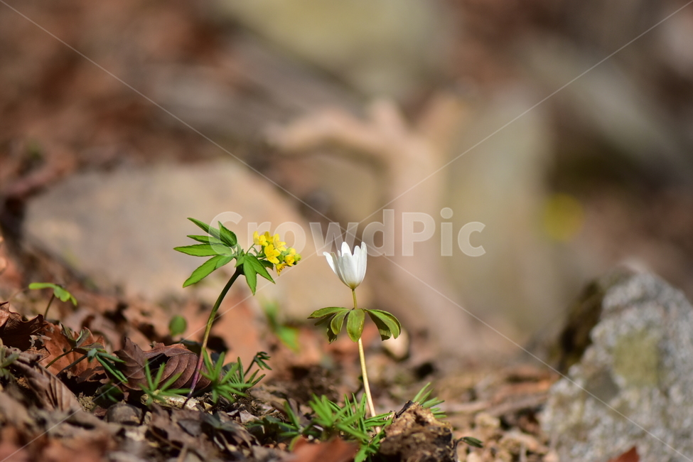 한계령풀,야생화,봄,꽃,풀꽃,자연,식물,식생,plants,nature,spring,season,flower,꿩의바람꽃