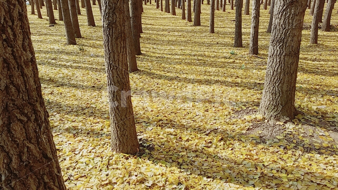 은행나무,나무그림자,은행잎,가을,나뭇가지,도리마울,fall,autumn,tree,treeshadow,ginkgo,meidenhair,meidenhairtree,ginkgoleaf,ginkgoleaves,branch