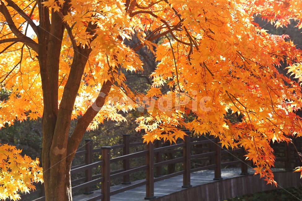 가을풍경,단풍나무,단풍나무와다리,단풍잎,감성사진,가을,계절,fall,autumn,season,식물,자연,plants,nature,나무,trees,wood,leaf,잎,plant,tree,maple,단풍