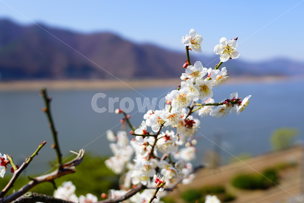 매화,봄,꽃,식물,풍경,봄,계절,spring,season,식물,자연,plants,nature,꽃,flower,plant