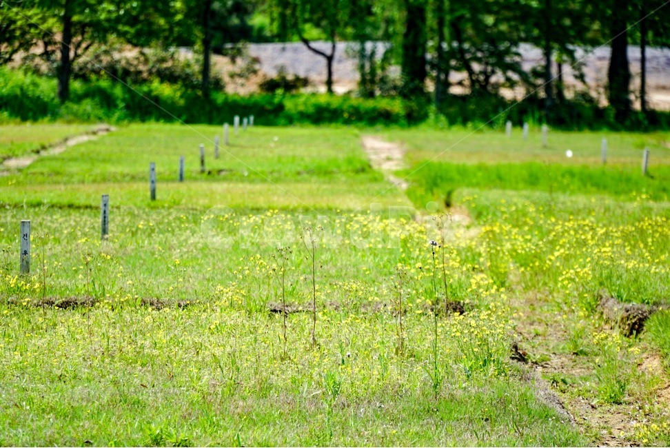 자연,초록,풀밭,노랑,들판,식물,자연,plants,nature,꽃,flower