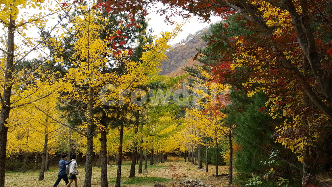 tree,나무,plant,treetrunk,나무줄기,은행니무,가을,가을느낌,낙엽속,maple,autumn,가을,계절,fall,autumn,season
