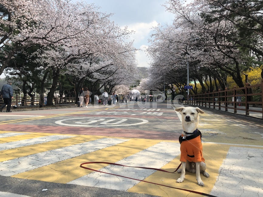 봄,강아지,진돗개,믹스견,꽃,벚꽃,봄산책,봄소풍,하늘,구름,푸름,맑음,공원,아스팔트,도로,동물,animal,포유류,mammal,개,강아지,dog,doggy