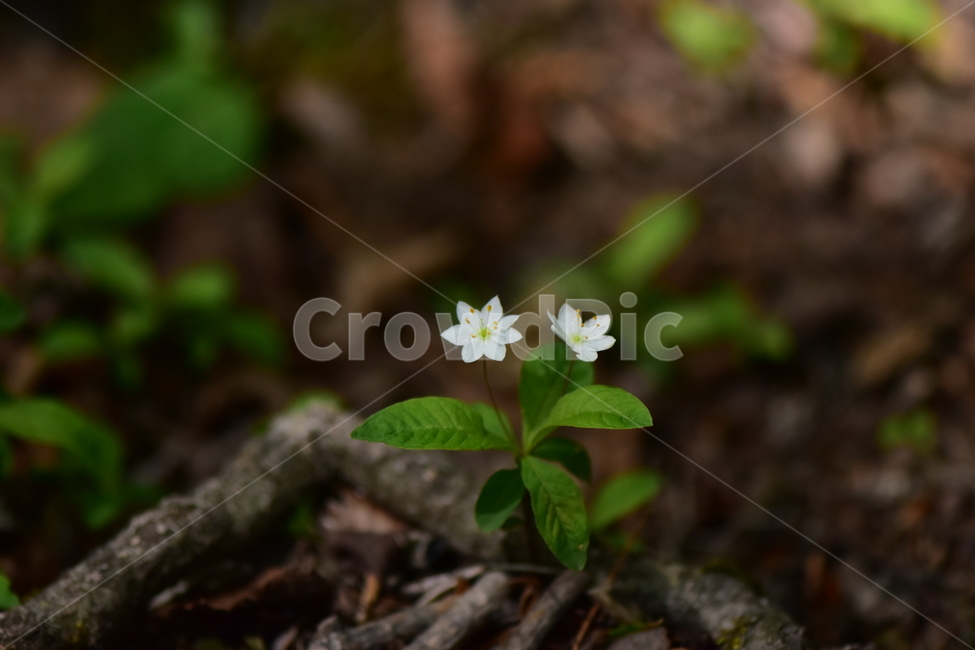 참기생꽃,야생화,식물,자연,꽃,플라워,생태,힐링,wildflower,flower,plants,nature,season,감성,느낌,emotion,feeling,앵초목,앵초과,여러해살이풀,희귀식물,기생꽃속