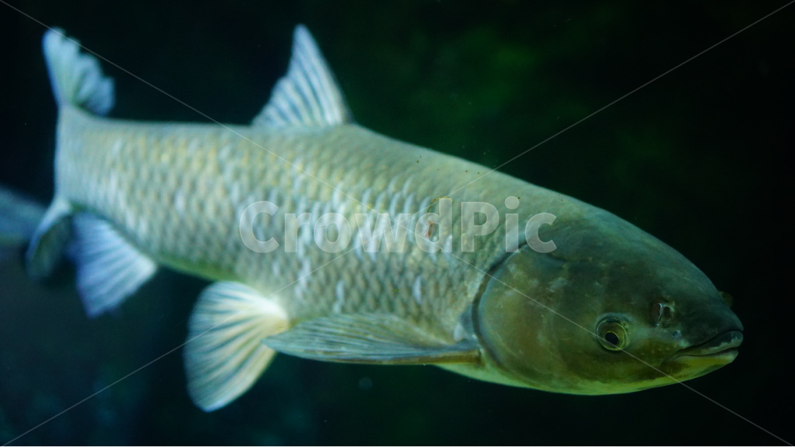물고기,아쿠아리움,바다,코엑스,자연,동물,animal,어류,물고기,fish