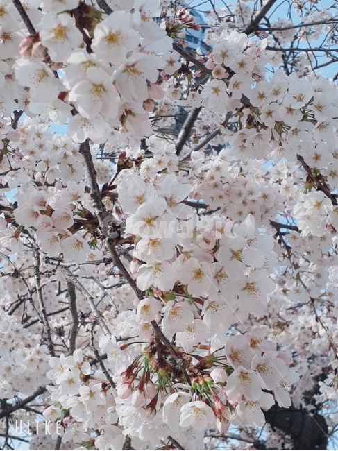 벚꽃,봄,4월,꽃잎,꽃,봄,계절,spring,season,식물,자연,plants,nature,꽃,flower,plant,blossom