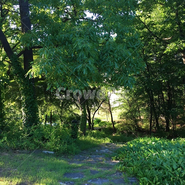 나무,자연,산,tree,nature,풀,초록,green,mountin,청량한,자연,풍경,nature,landscape,plant,식물,tree trunk,나무 줄기,vegetation,초목,ground,바닥