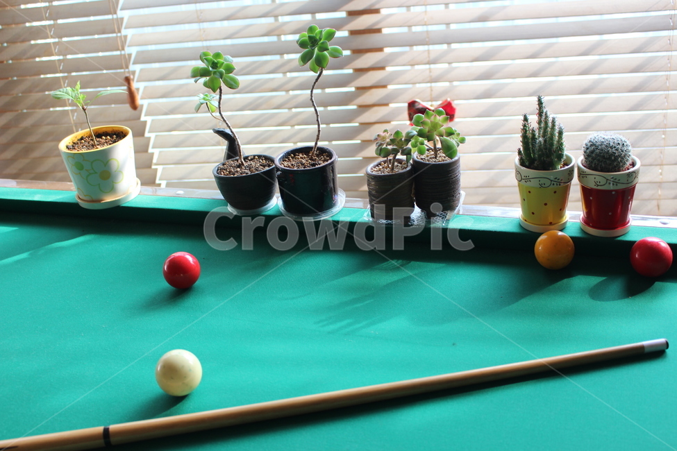 당구,화분,초록,당구대,선인장,스포츠,레저,운동,sports,leisure,exercise,게임,오락,놀이,game,play