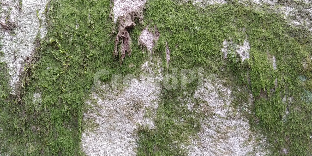 이끼,바위,초록,풀,자연,nature,식물,질감,초록색,회색,산,돌,식물,자연,plants,nature