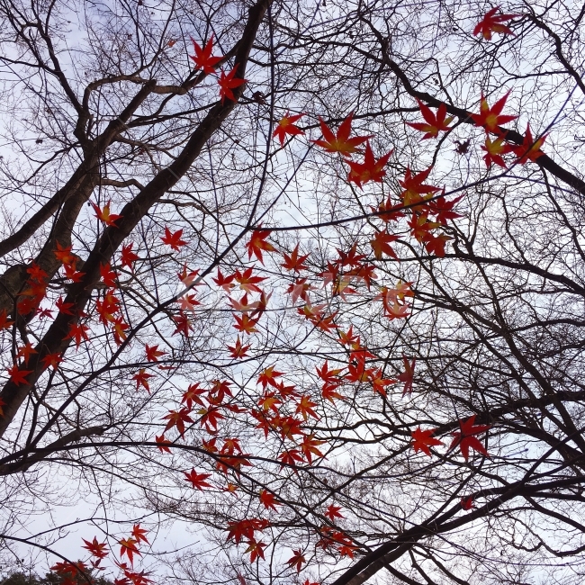 단풍,붉은색,하늘,별,가을,가을,계절,fall,autumn,season,식물,자연,plants,nature,plant,leaf,잎,tree,나무,maple