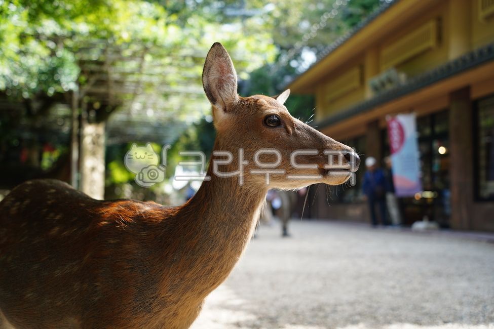 deer,animal,national park,japan deer park,roe deer,deer park,park,cute,japan,goral,deer,nara,animal,japan