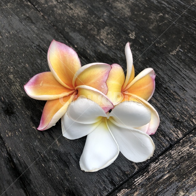 blossom,꽃,flower,꽃잎,식물,플루메리아,태국꽃