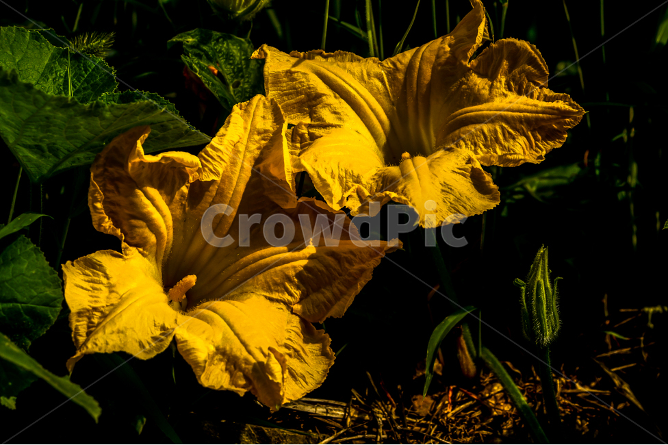 호박꽃,식물,꽃,농작물,자연,노란꽃,flower,식물,자연,plants,nature,꽃,flower