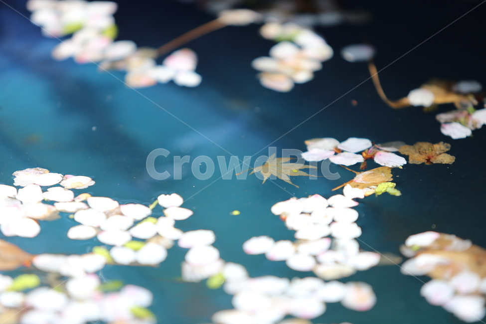 petal,꽃잎,blossom,식물,flower