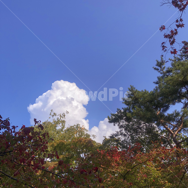 단풍,nature,자연,weather,날씨,outdoors,옥외,cumulus,treetrunk,나무줄기,tree,나무,plant,식물,sky,하늘,cloud,구름,자연,풍경,nature,landscape