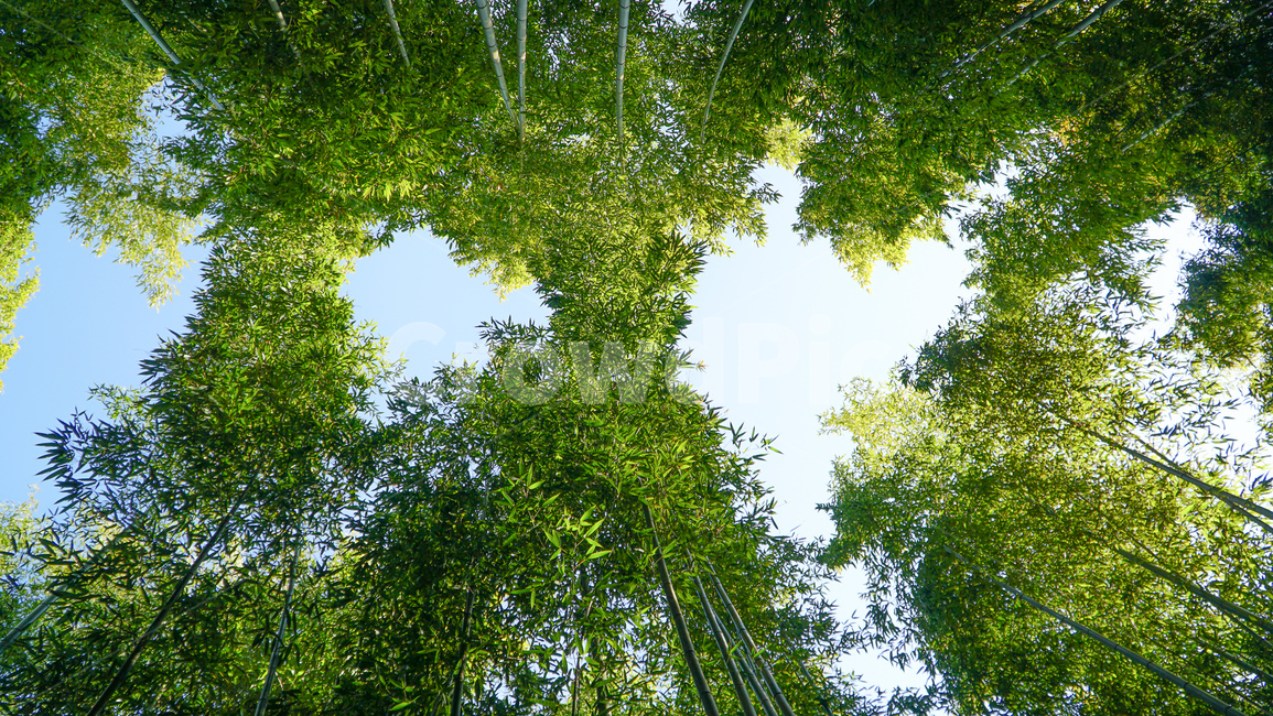 시원한대나무,담양대나무,대밭,bamboo,bamboofrombelow,밑에서본대나무