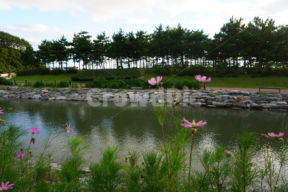 water,물,nature,자연,outdoors,pond,꽃,flower,코스모스