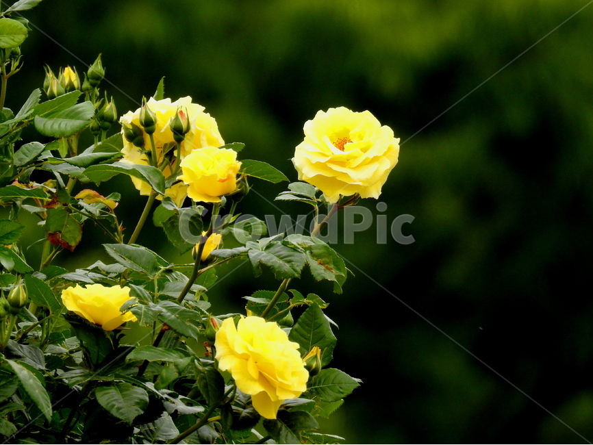 식물,꽃,장미,5월장미,자연,식물,자연,plants,nature,꽃,flower