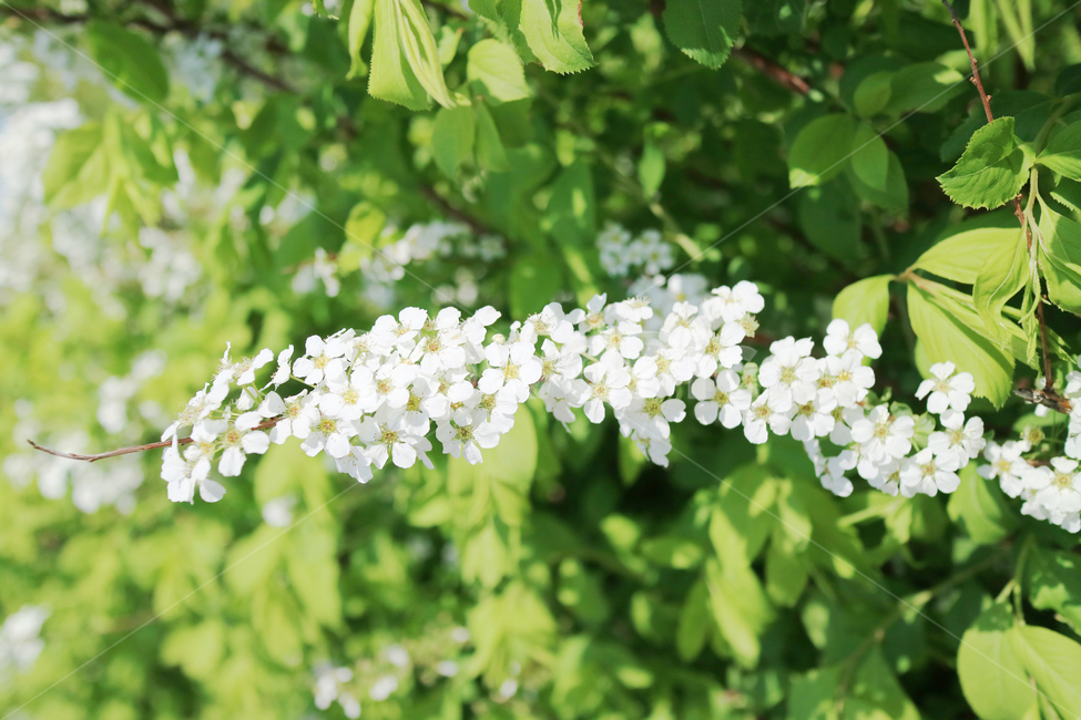 조팝나무,꽃,봄,흰꽃,하얀꽃,꽃밭,자연,식물,식물,자연,plants,nature,꽃,flower